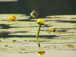 Image of Yellow Water-lily