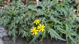 Image of Senecio morrisonensis Hayata