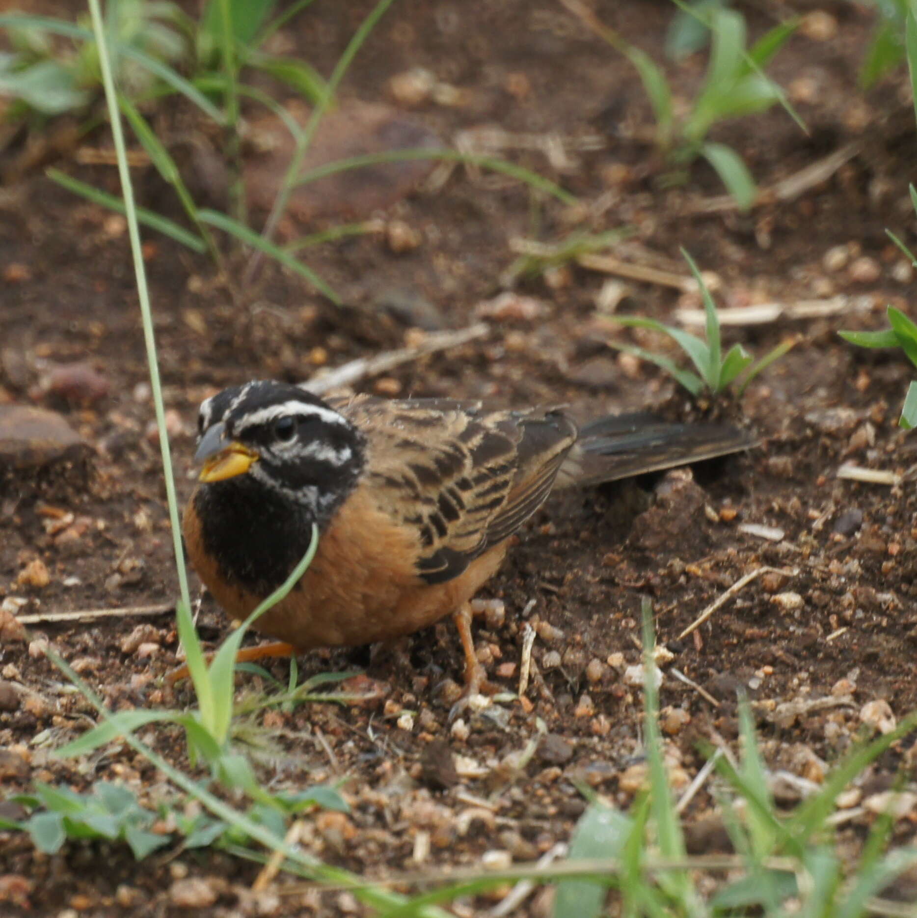 Image of Cinnamon-breasted Bunting