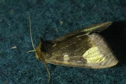 Image of scarce burnished brass