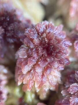 Image of sphagnum