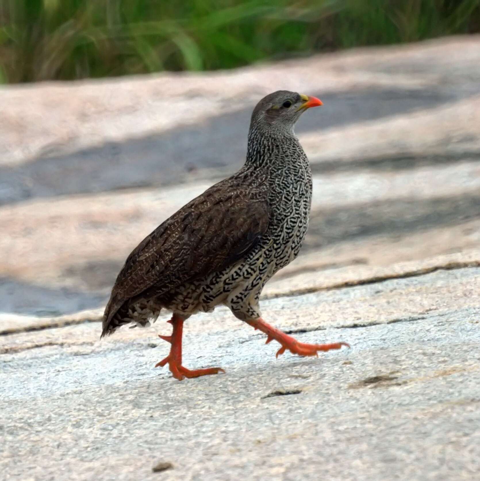 Image of Natal Francolin