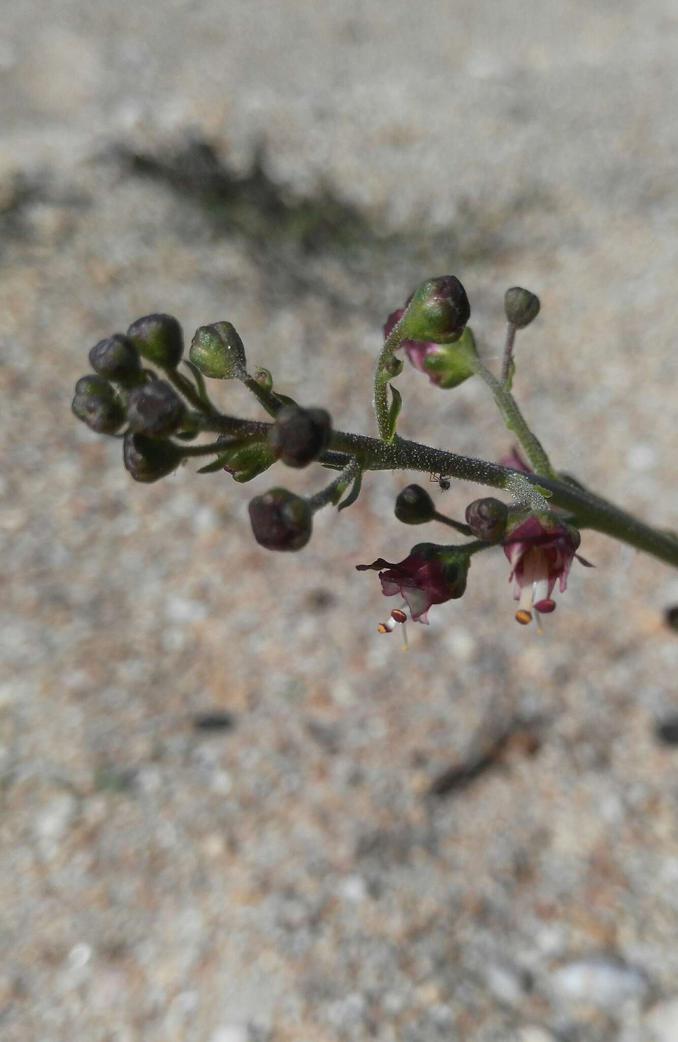 Image of Scrophularia incisa Weinm.