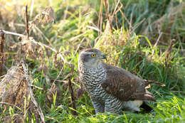 Image of Eurasian Goshawk