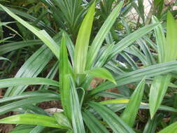 Image of Pandan