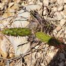 Image of Roving Pricklypear