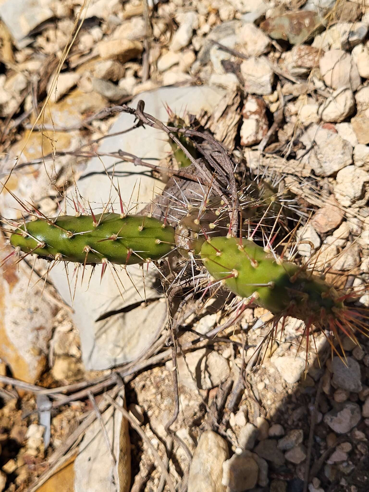 Image of Roving Pricklypear