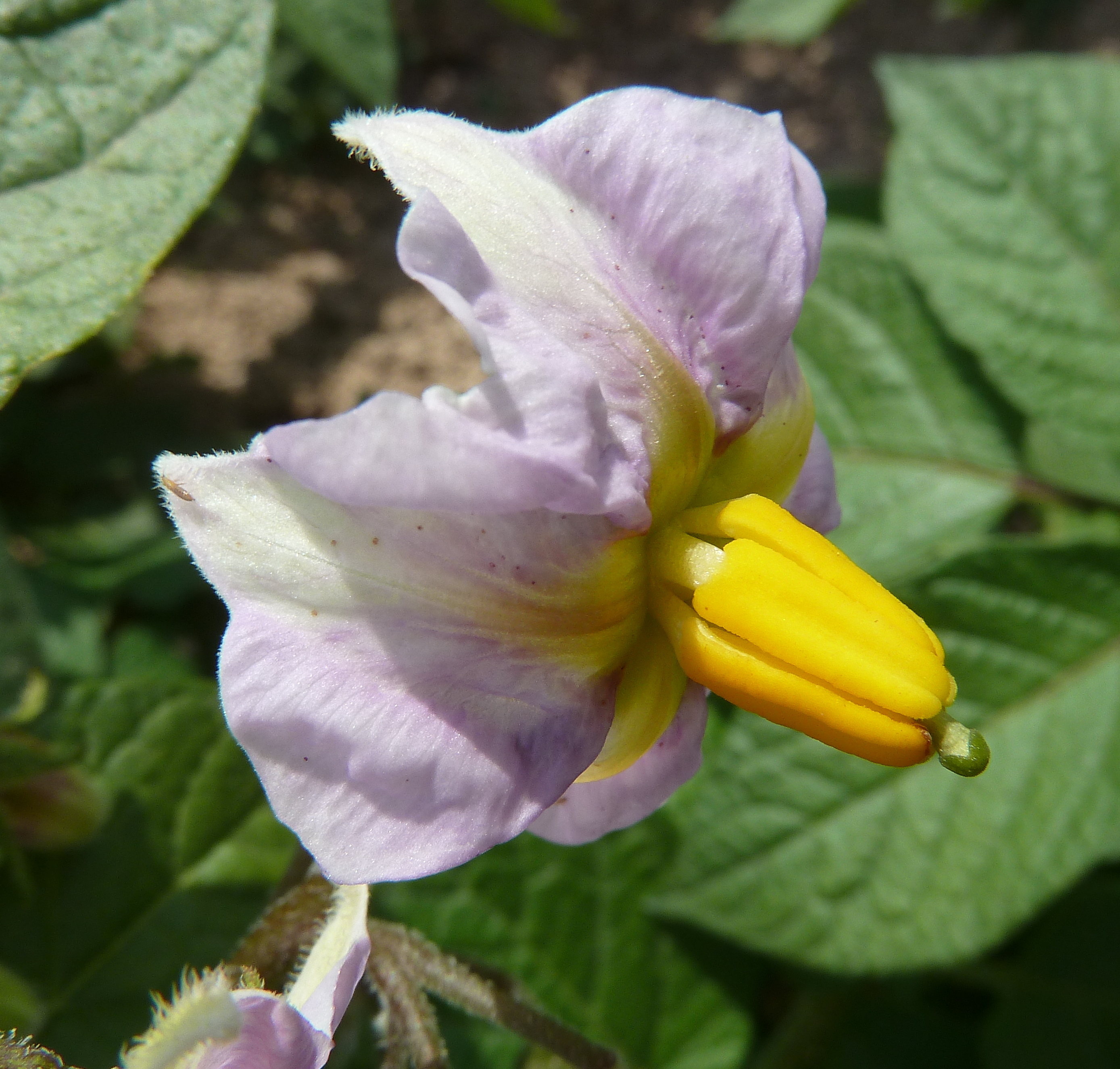 Solanum tuberosum (rights holder: Philmarin)