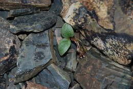 Image of Ogilvie Mountain springbeauty