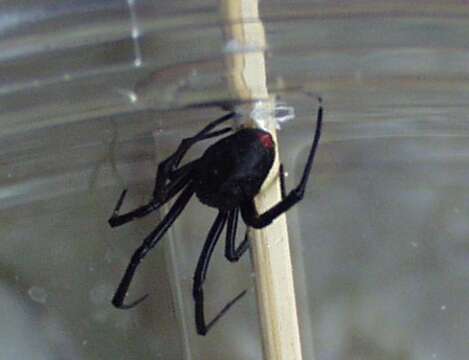 Image of Black widow spider