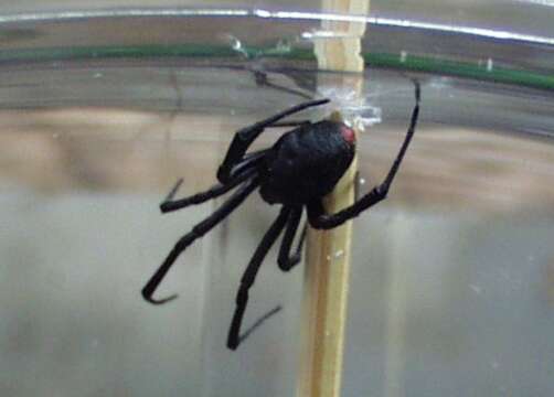 Image of Black widow spider