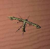 Image of Geranium Plume Moth