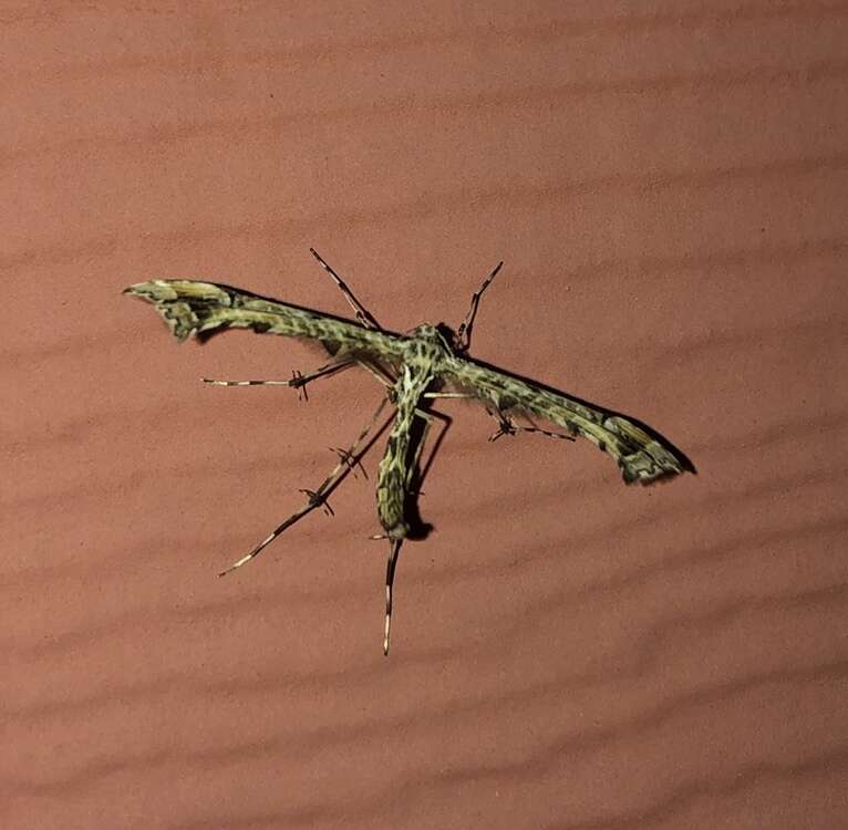 Image of Geranium Plume Moth