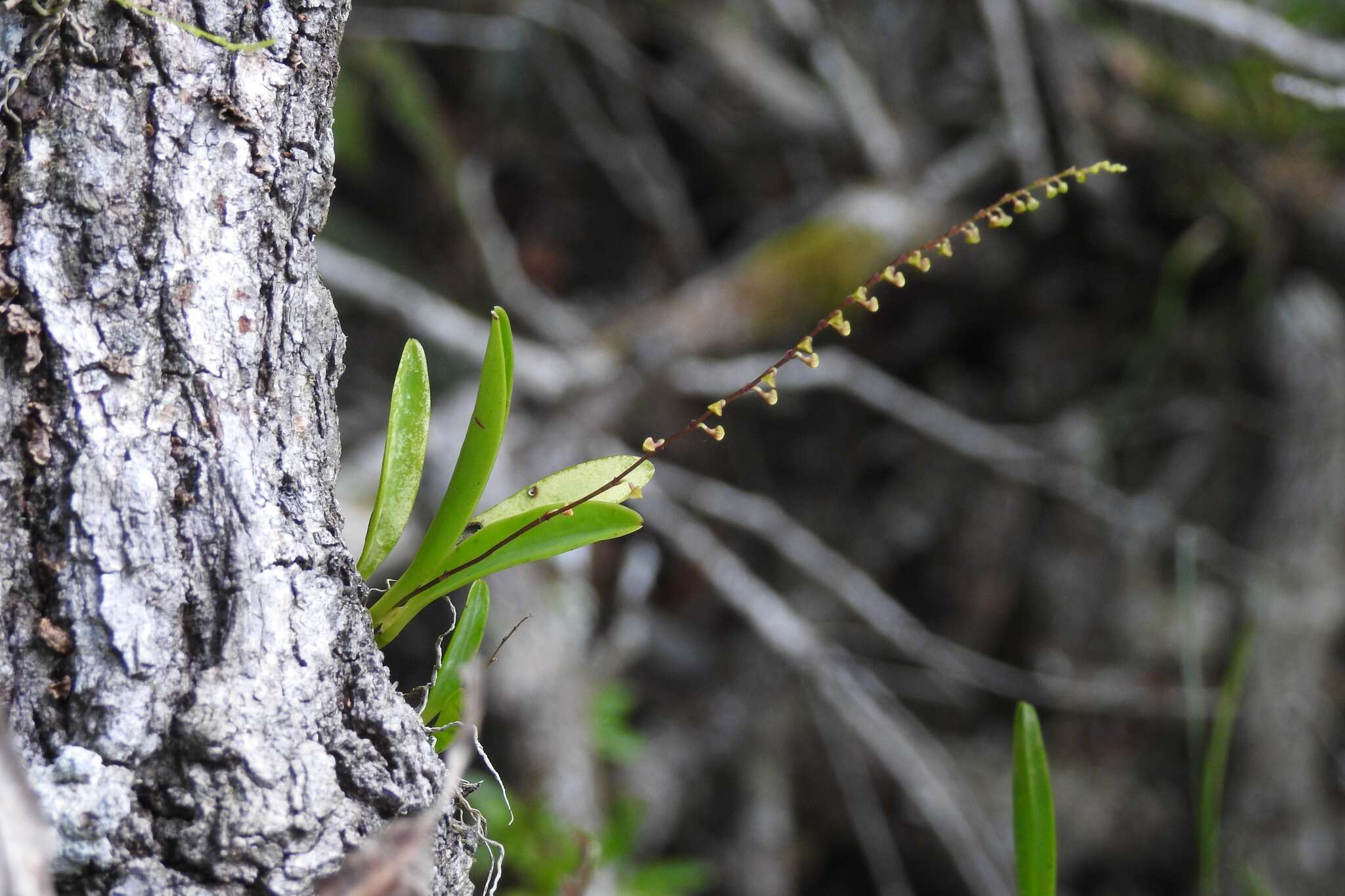 Image de Stelis purpurascens A. Rich. & Galeotti