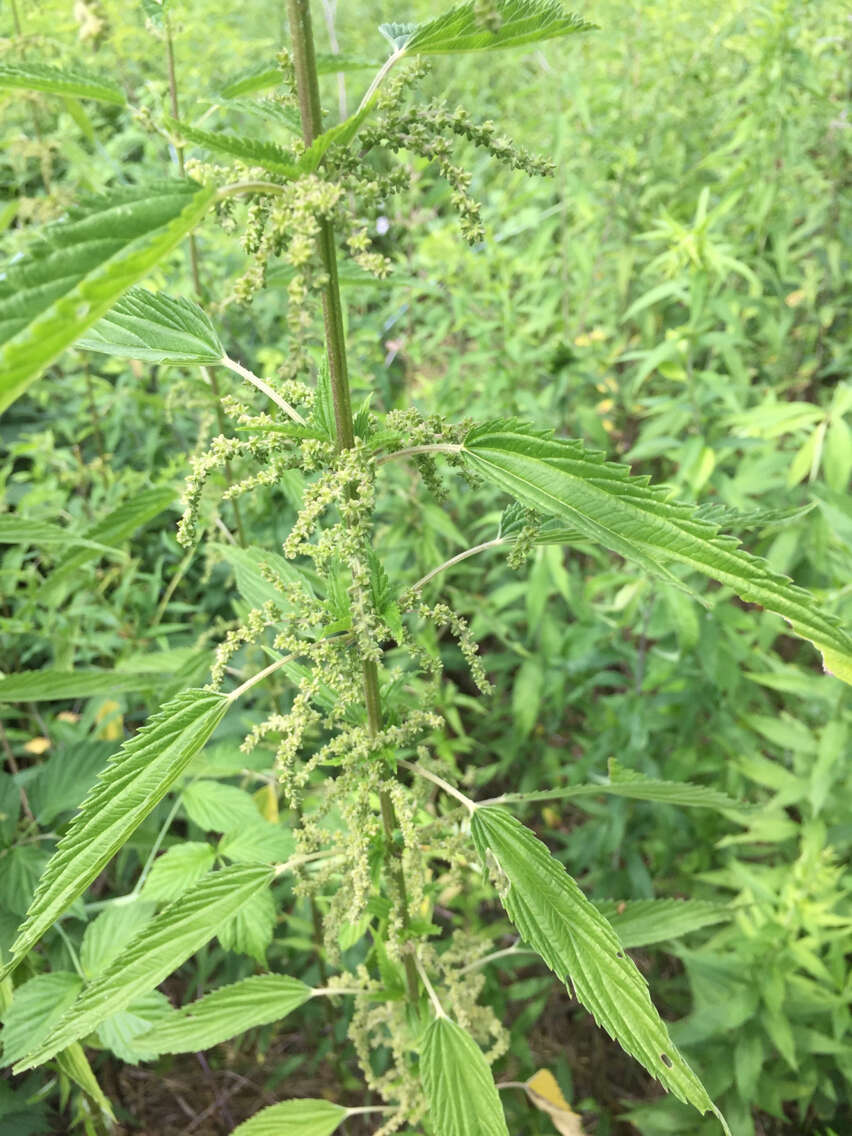 Image of Common Nettle