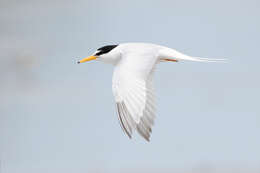 Image of Little Tern