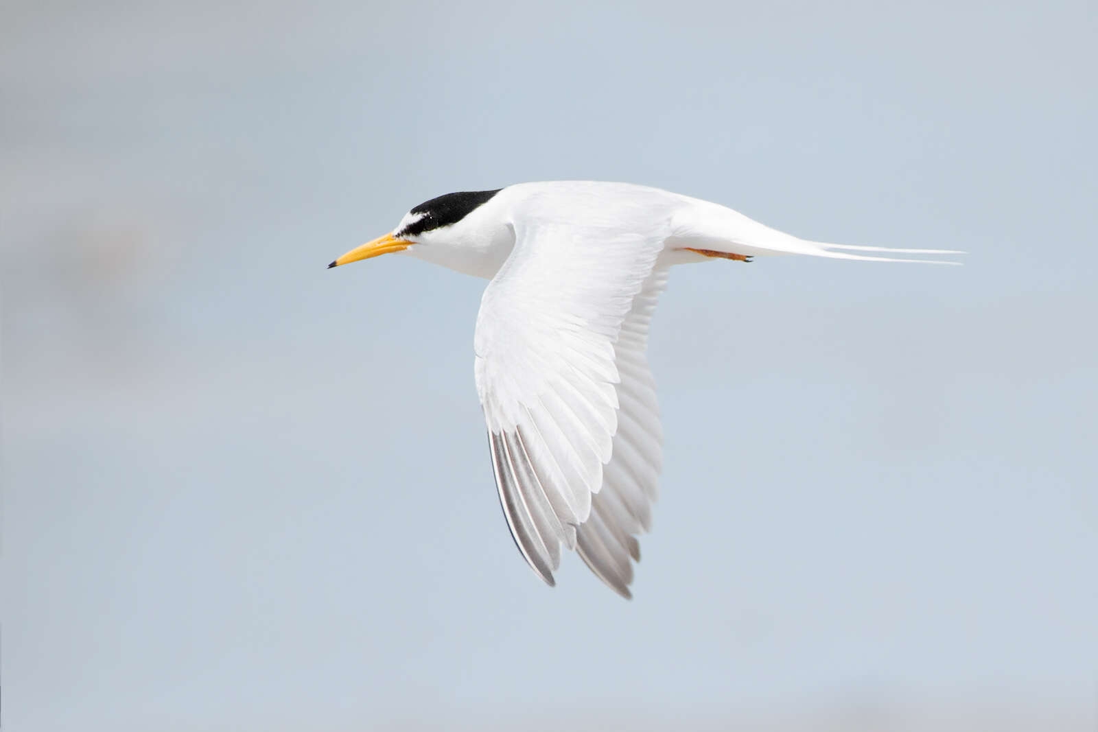 Image of Little Tern