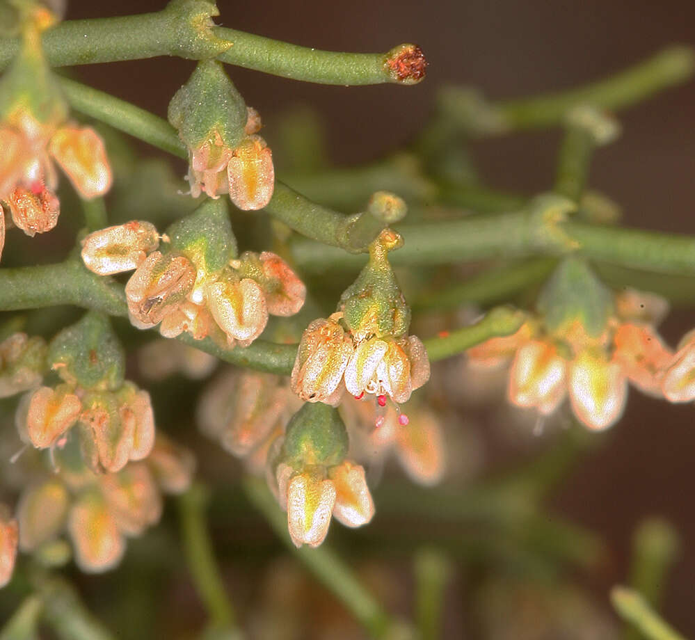 Image de Eriogonum rixfordii S. G. Stokes