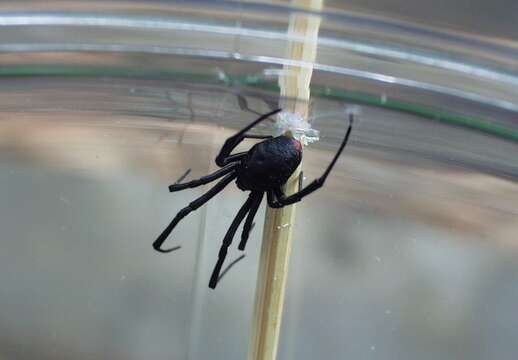 Image of Black widow spider