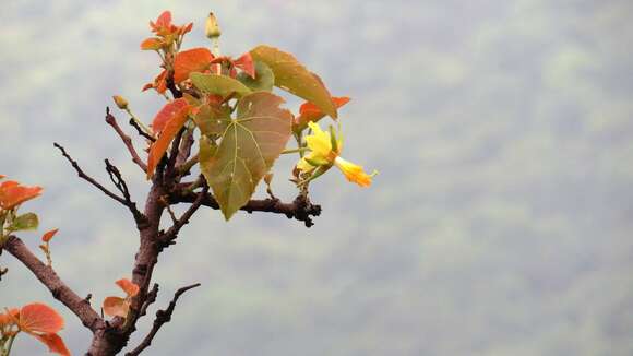 Eriolaena quinquelocularis (Wight & Arn.) Wight的圖片