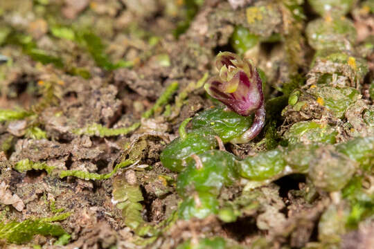 Image of Red Bead Orchid