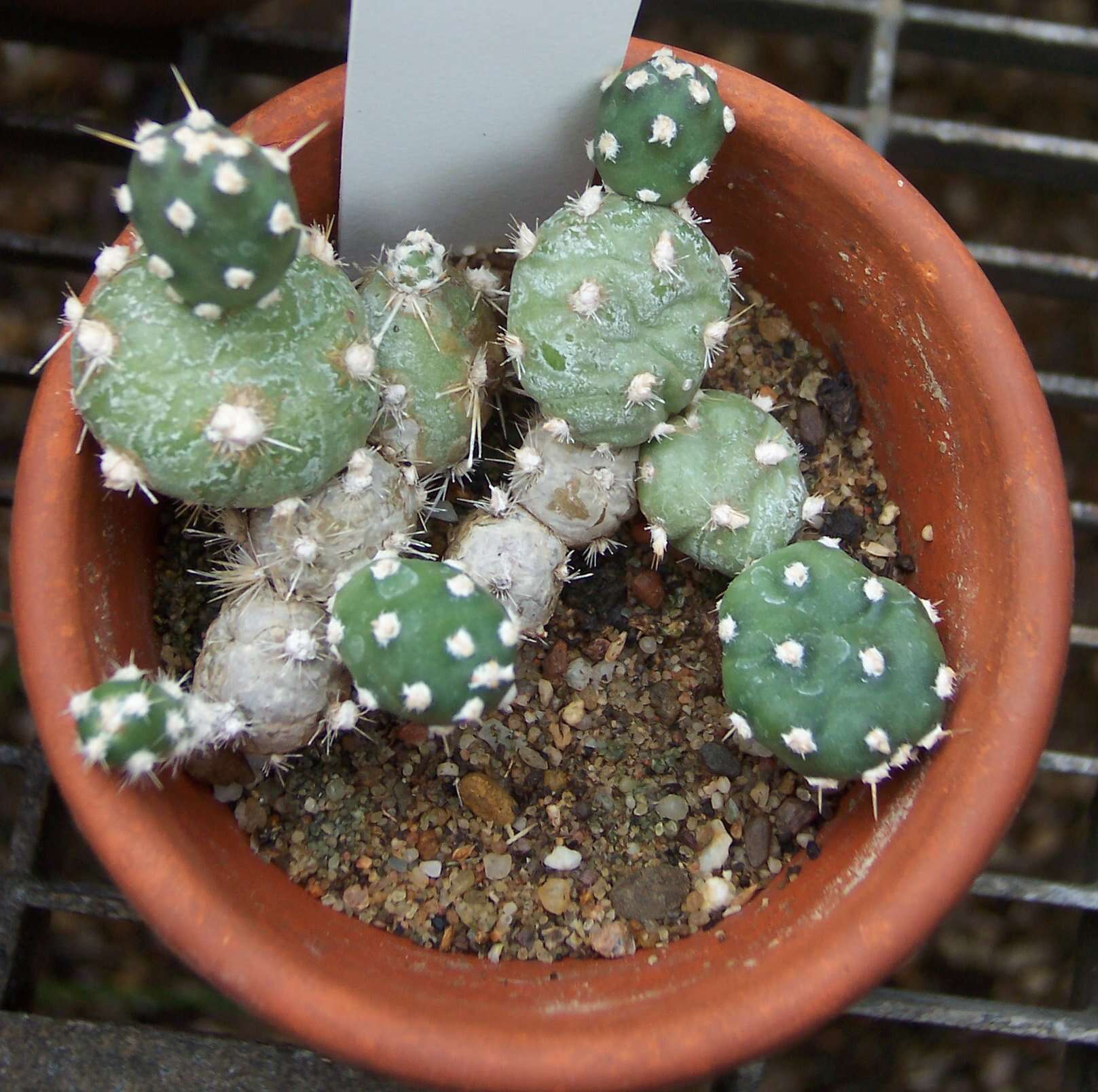 Image of Brittle Cactus