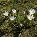 Image of Geissorhiza setacea (Thunb.) Ker Gawl.