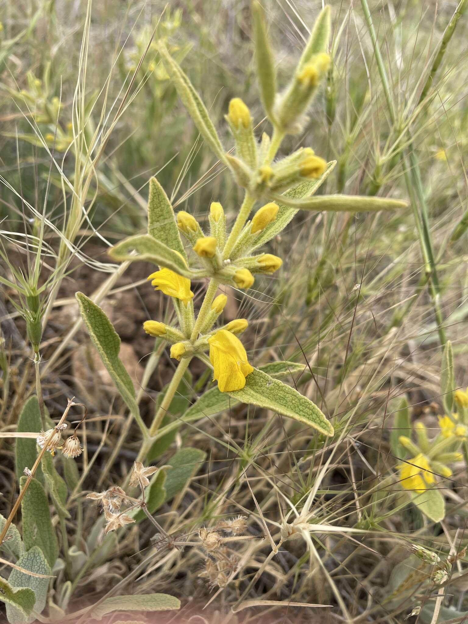 Image of Phlomis armeniaca Willd.