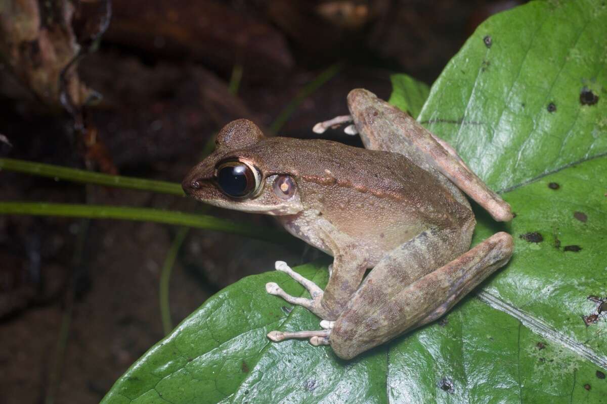 Image of Meristogenys orphnocnemis (Matsui 1986)