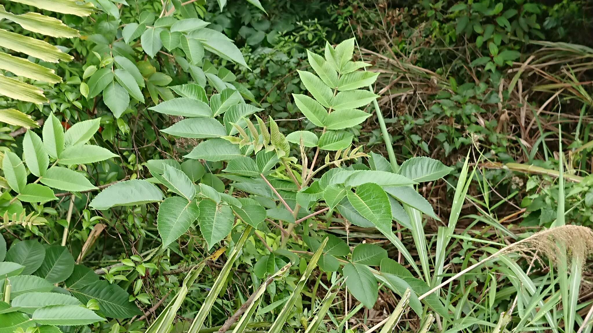 Слика од Rhus chinensis var. roxburghii (DC.) Rehd.