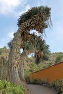 Image of Palma China yucca