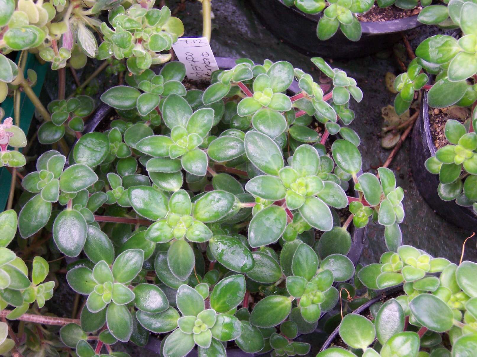 Peperomia obtusifolia (L.) A. Dietr. resmi