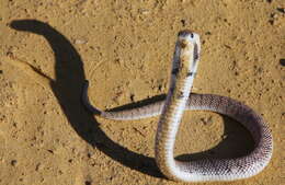 Image of Cape Coral Snake