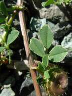 Image de Medicago muricoleptis Tineo