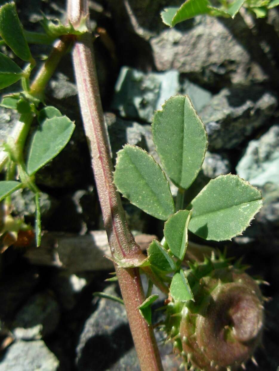 Image de Medicago muricoleptis Tineo