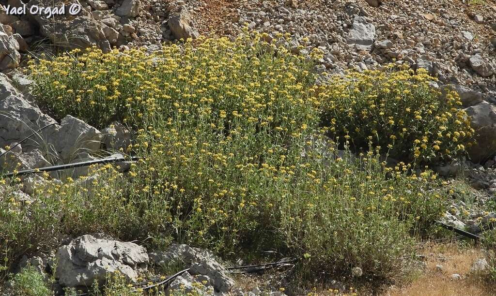 Image of Phlomis chrysophylla Boiss.