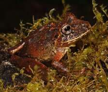 Image of Pristimantis labiosus (Lynch, Ruiz-Carranza & Ardila-Robayo 1994)