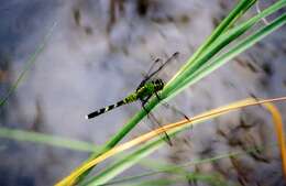 Imagem de Erythemis simplicicollis (Say 1840)