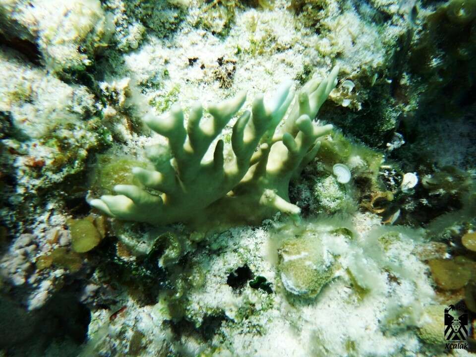 Image of Fire coral