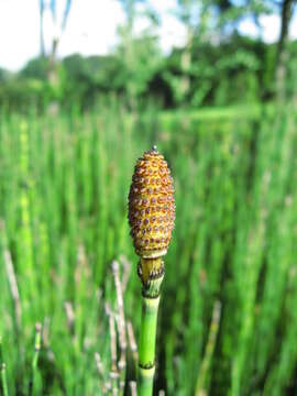 Image of Common Scouring-Rush