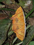 صورة Thinopteryx crocoptera Kollar 1844