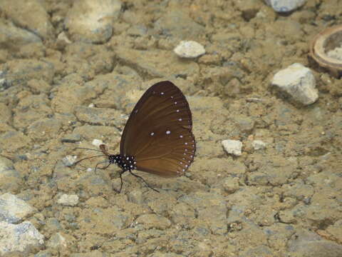 Euploea nemertes Hübner 1806 resmi