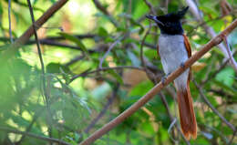 Image of Asian Paradise-Flycatcher