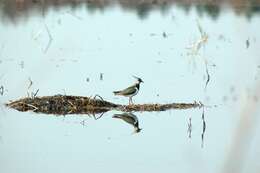 Image of Lapwing