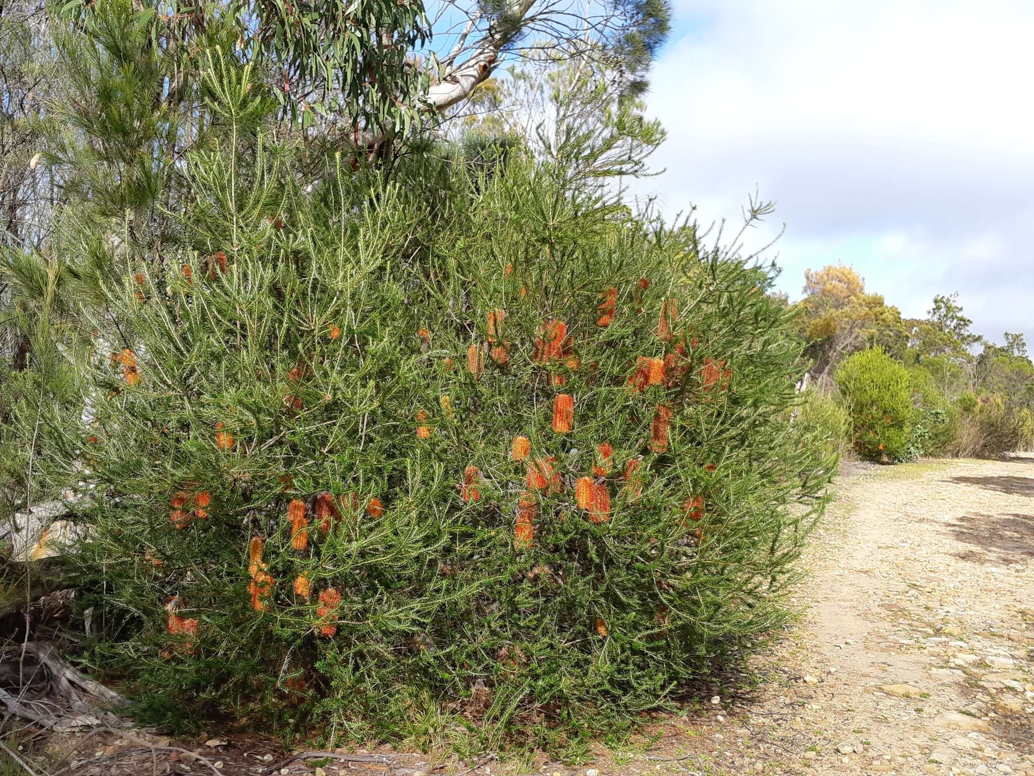 Image of Banksia ericifolia subsp. ericifolia