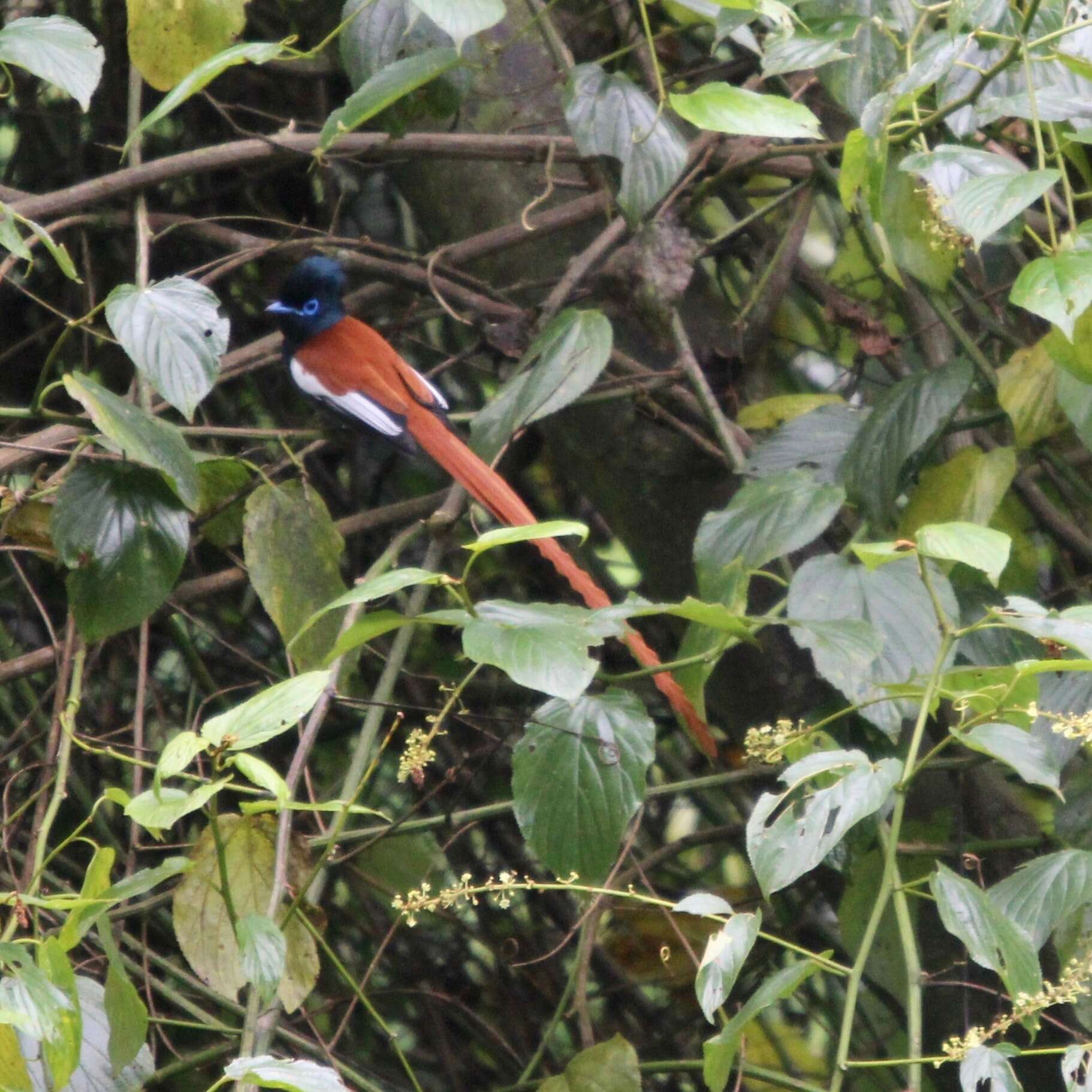 Image of African Paradise Flycatcher