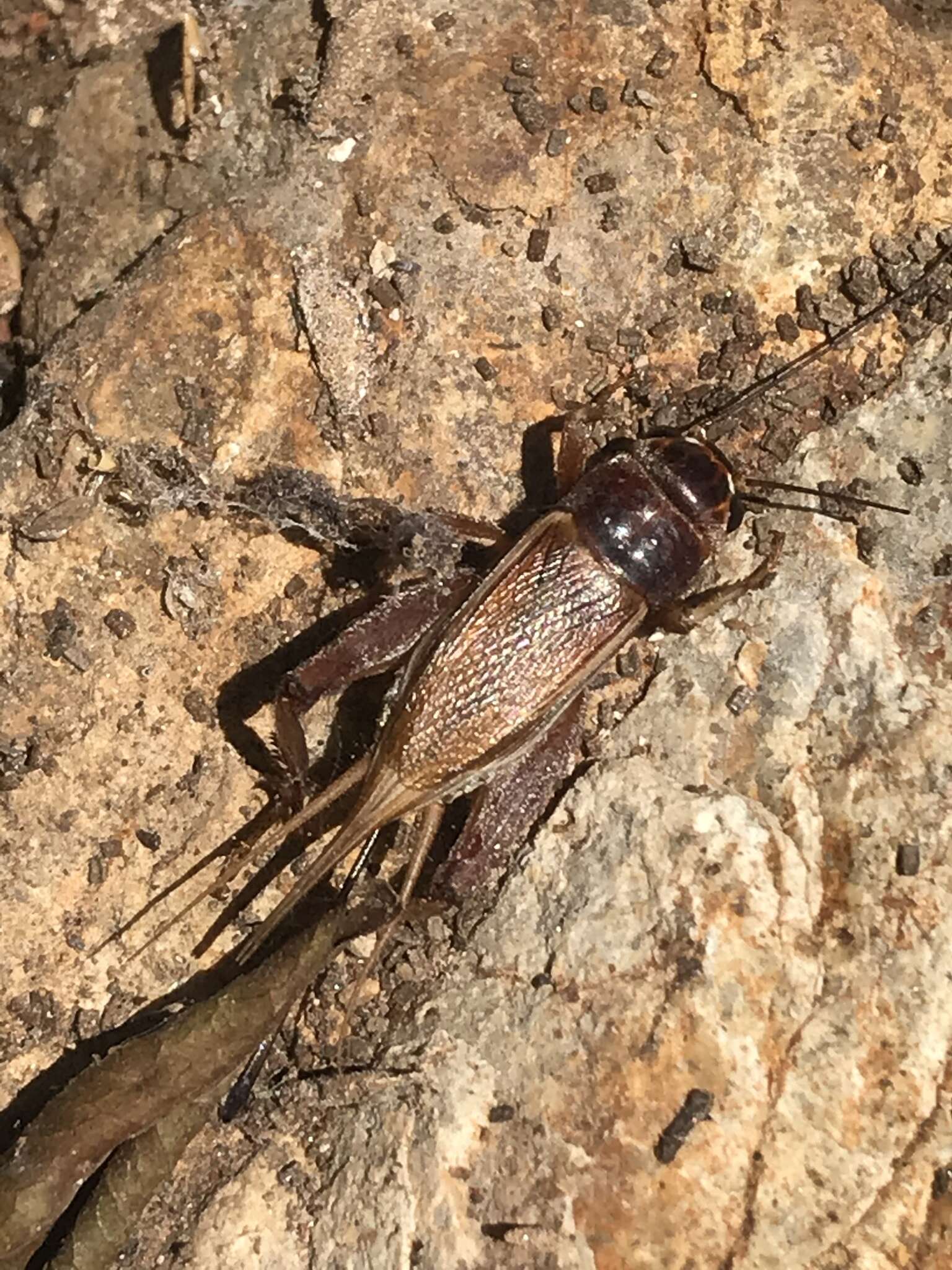 Image of Variable Field Cricket