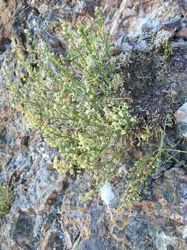 Image of Rixford's rockwort