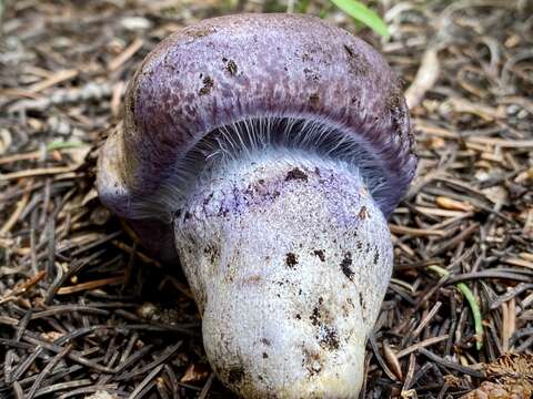 Image of Cortinarius subolivascens A. H. Sm. 1944