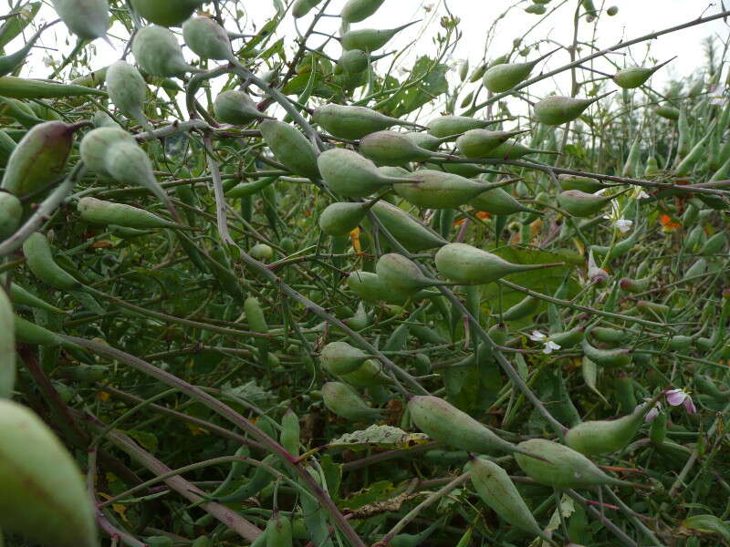 Image of cultivated radish